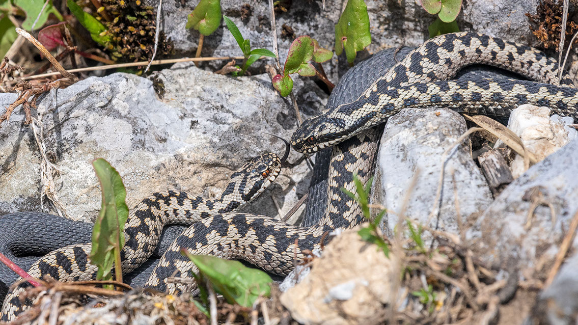 Bartgeier, Gypaète Barbu, Quebrantahuesos, Lämmergeier, Lammergeier, 