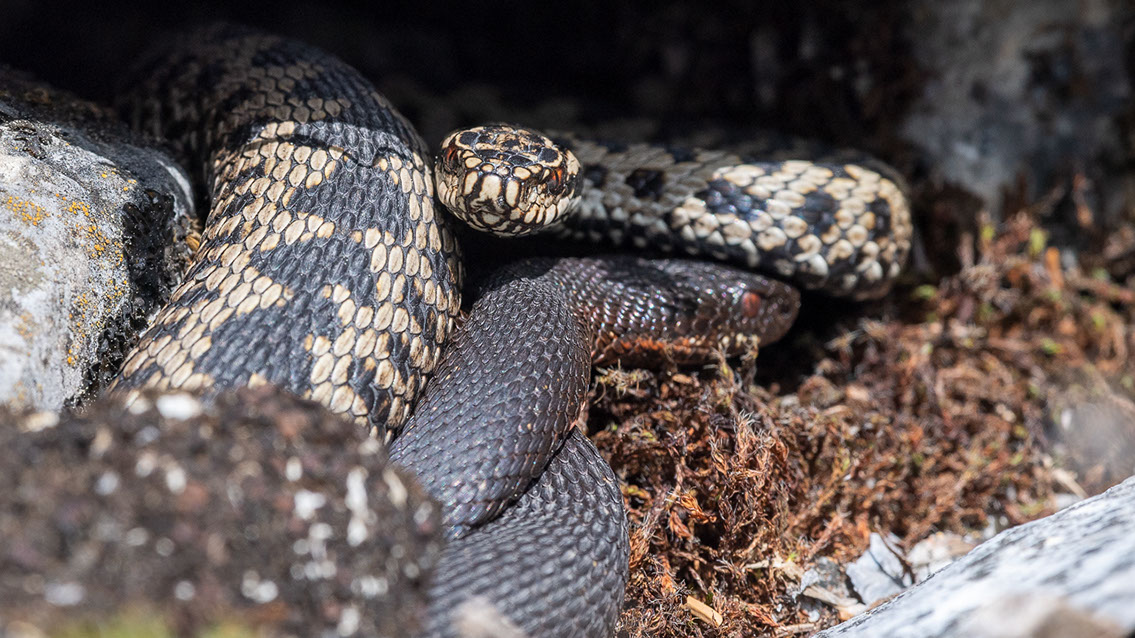 Bartgeier, Gypaète Barbu, Quebrantahuesos, Lämmergeier, Lammergeier, 
