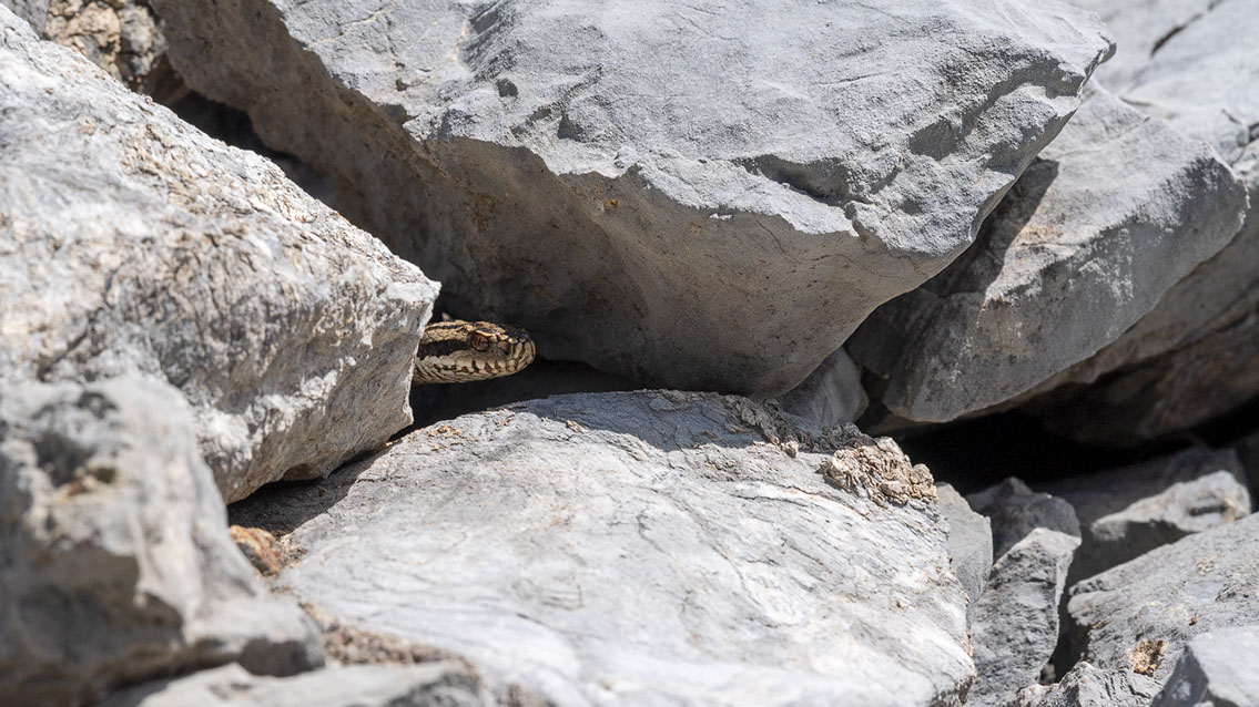 Bartgeier, Gypaète Barbu, Quebrantahuesos, Lämmergeier, Lammergeier, 