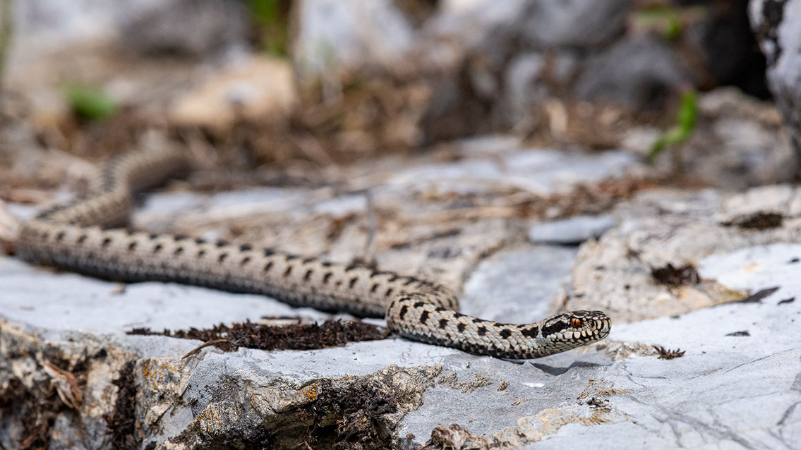 Bartgeier, Gypaète Barbu, Quebrantahuesos, Lämmergeier, Lammergeier, 
