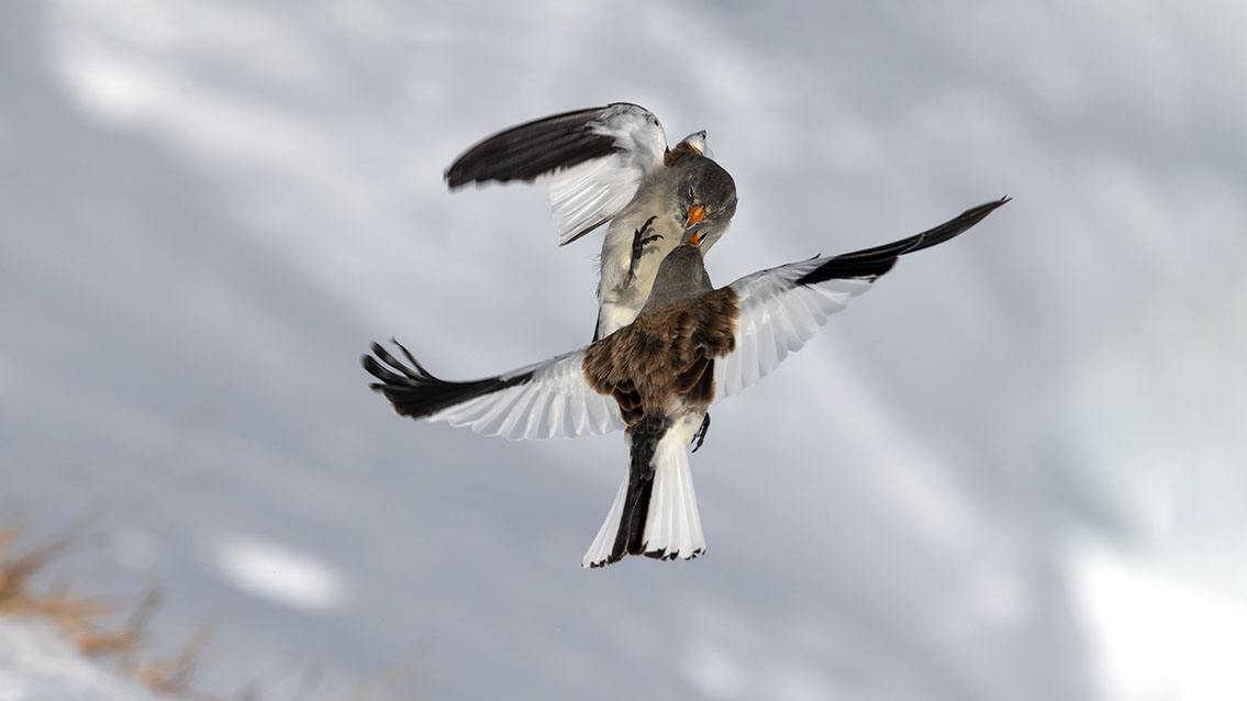 Bartgeier, Gypaète Barbu, Quebrantahuesos, Lämmergeier, Lammergeier, 