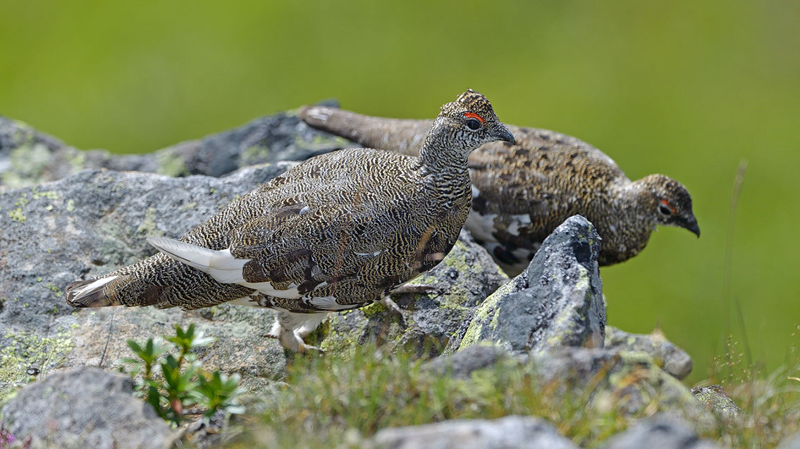 Bartgeier, Gypaète Barbu, Quebrantahuesos, Lämmergeier, Lammergeier, 