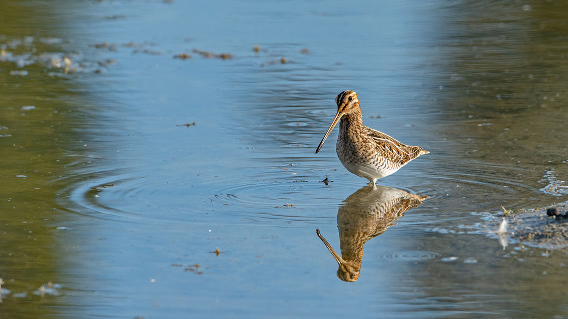 Bartgeier, Gypaète Barbu, Quebrantahuesos, Lämmergeier, Lammergeier, 