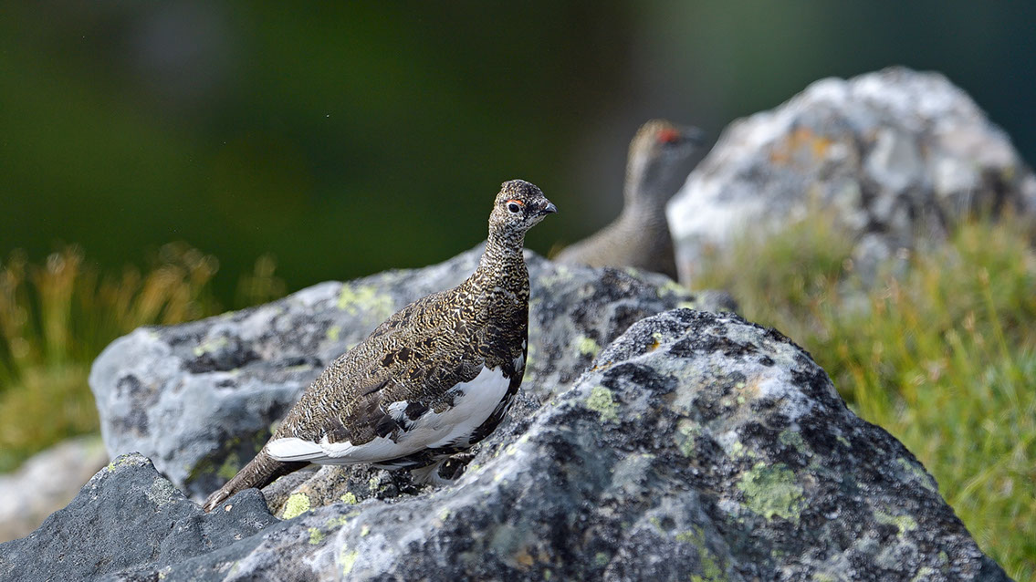 Bartgeier, Gypaète Barbu, Quebrantahuesos, Lämmergeier, Lammergeier, 