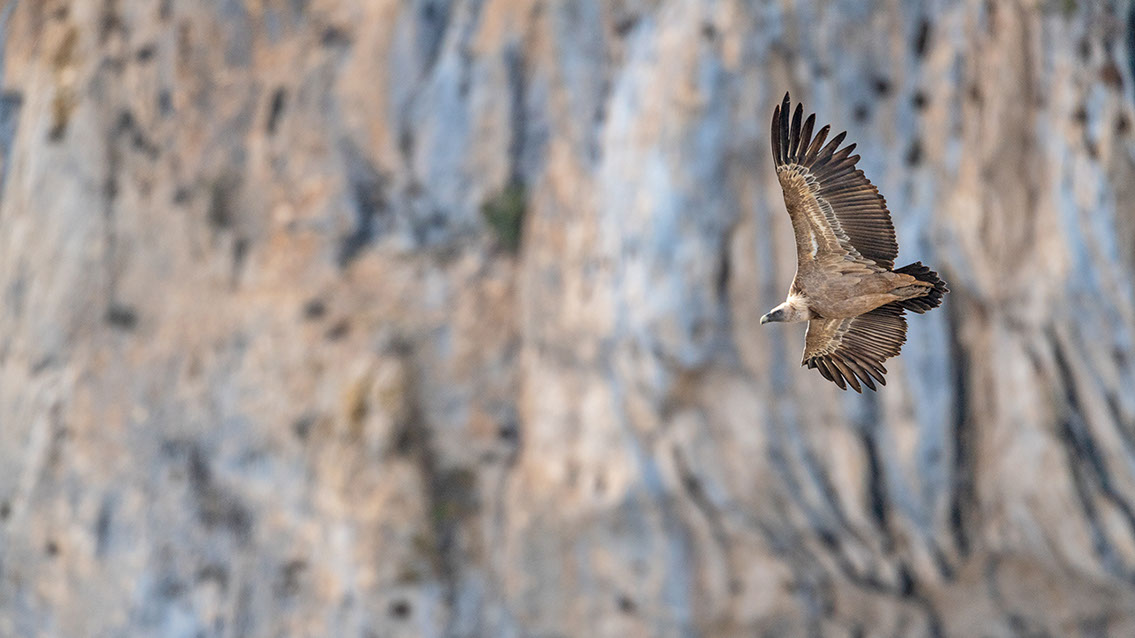 Bartgeier, Gypaète Barbu, Quebrantahuesos, Lämmergeier, Lammergeier, 