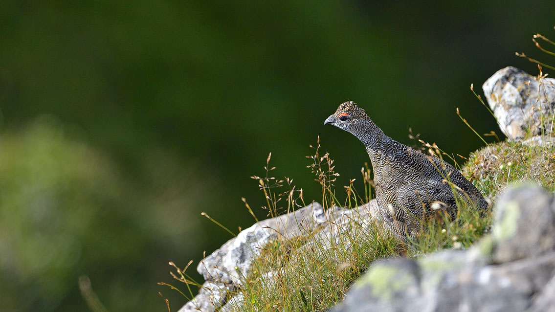 Bartgeier, Gypaète Barbu, Quebrantahuesos, Lämmergeier, Lammergeier, 