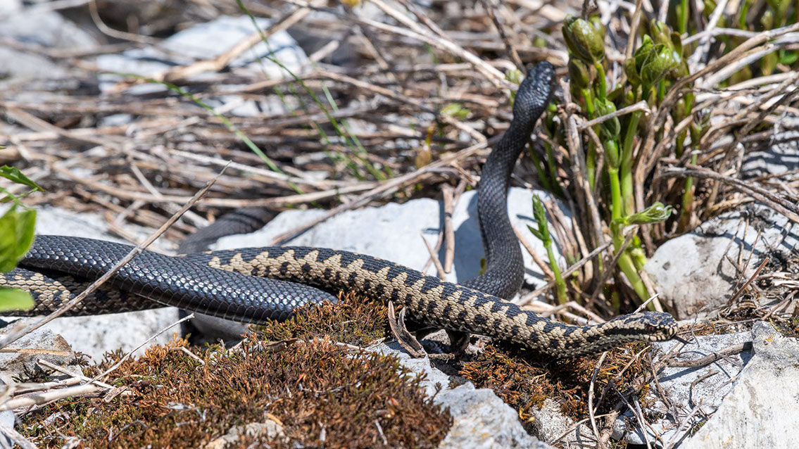 Bartgeier, Gypaète Barbu, Quebrantahuesos, Lämmergeier, Lammergeier, 
