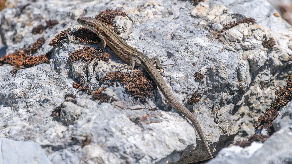Bartgeier, Gypaète Barbu, Quebrantahuesos, Lämmergeier, Lammergeier, 