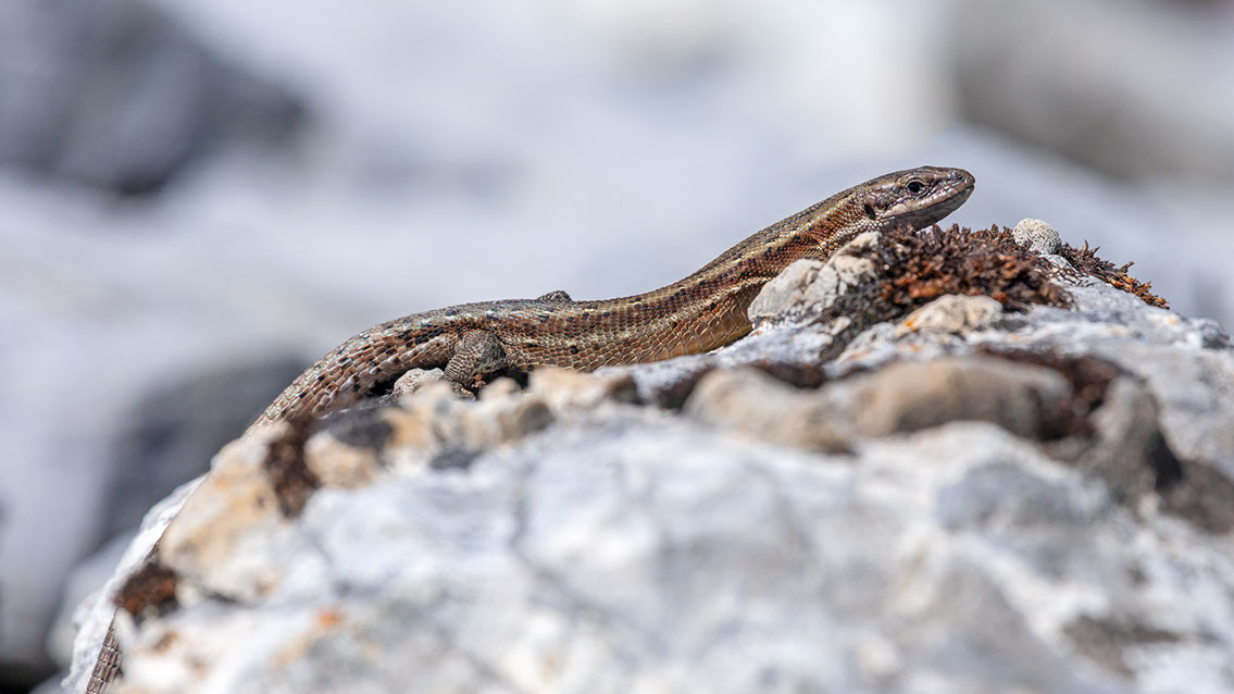 Bartgeier, Gypaète Barbu, Quebrantahuesos, Lämmergeier, Lammergeier, 