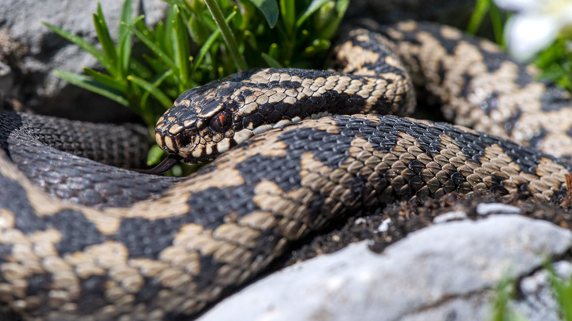 Bartgeier, Gypaète Barbu, Quebrantahuesos, Lämmergeier, Lammergeier, 