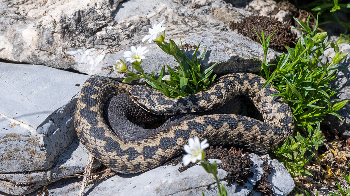 Bartgeier, Gypaète Barbu, Quebrantahuesos, Lämmergeier, Lammergeier, 