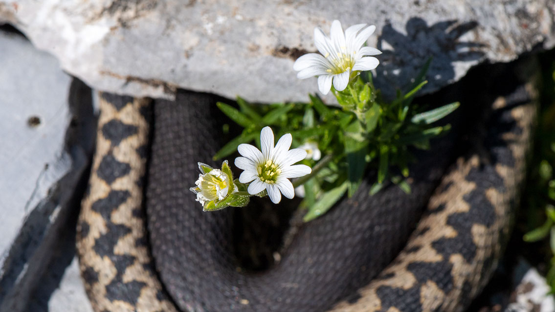 Bartgeier, Gypaète Barbu, Quebrantahuesos, Lämmergeier, Lammergeier, 