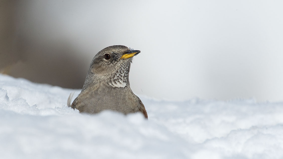 Bartgeier, Gypaète Barbu, Quebrantahuesos, Lämmergeier, Lammergeier, 