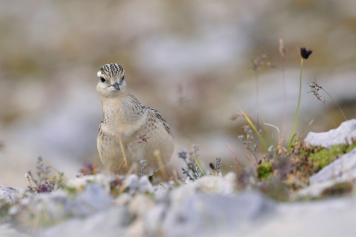 Bartgeier, Gypaète Barbu, Quebrantahuesos, Lämmergeier, Lammergeier, 