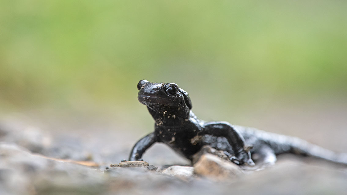 Bartgeier Bartgeier, Gypaète Barbu, Quebrantahuesos, Lämmergeier, Lammergeier,