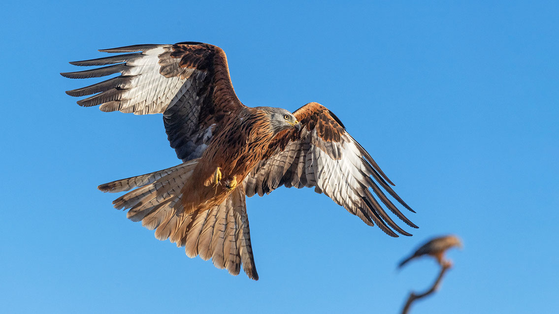 Bartgeier, Gypaète Barbu, Quebrantahuesos, Lämmergeier, Lammergeier, 