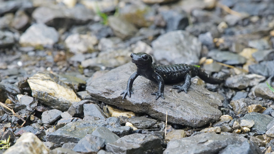 Bartgeier Bartgeier, Gypaète Barbu, Quebrantahuesos, Lämmergeier, Lammergeier,
