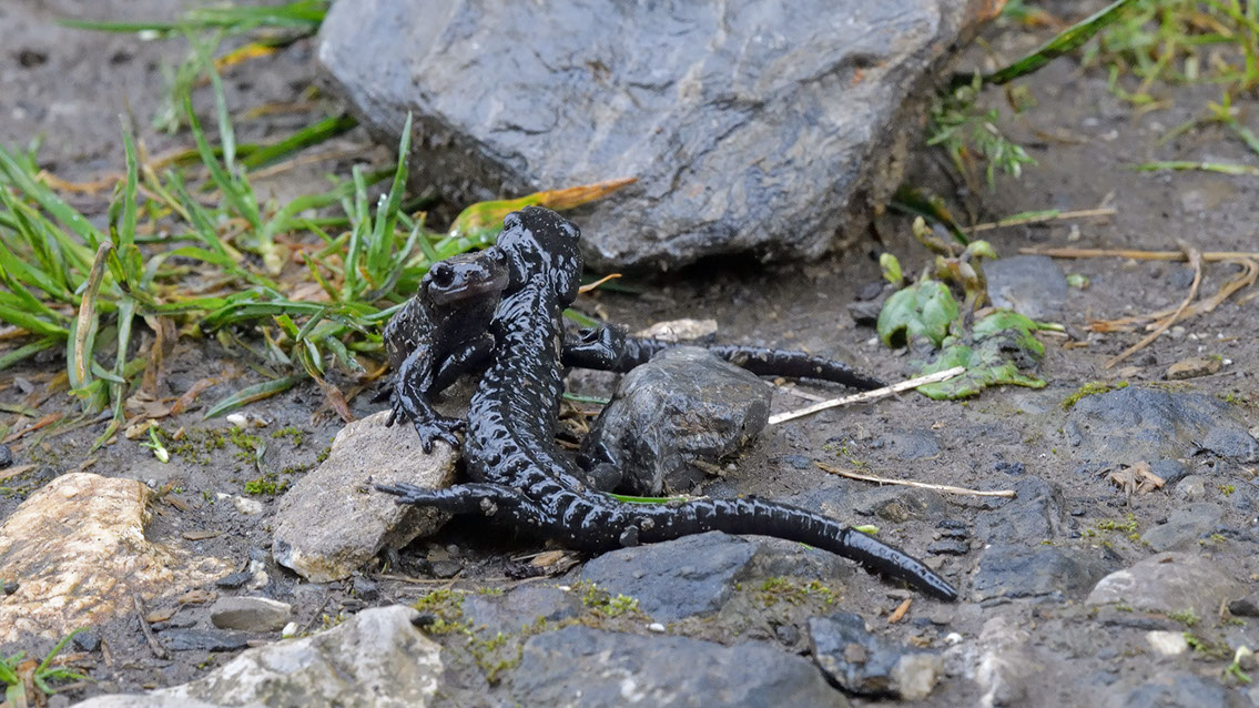 Bartgeier Bartgeier, Gypaète Barbu, Quebrantahuesos, Lämmergeier, Lammergeier,