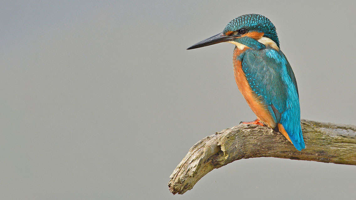 Bartgeier Bartgeier, Gypaète Barbu, Quebrantahuesos, Lämmergeier, Lammergeier,