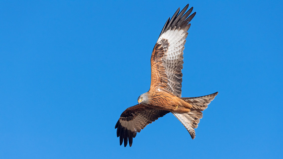 Bartgeier, Gypaète Barbu, Quebrantahuesos, Lämmergeier, Lammergeier, 