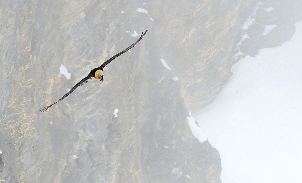 Bartgeier Schweiz Alpen fliegend Adult Gyaéte en vol Lammergeier Bearded Vulture