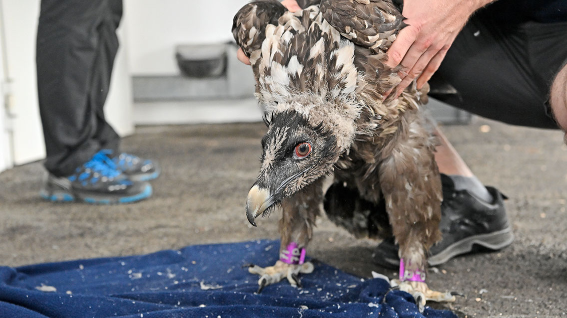 Bartgeier Bartgeier, Gypaète Barbu, Quebrantahuesos, Lämmergeier, Lammergeier,