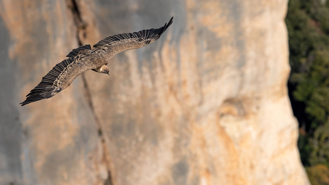 Bartgeier, Gypaète Barbu, Quebrantahuesos, Lämmergeier, Lammergeier, 