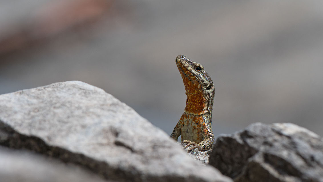 Bartgeier, Gypaète Barbu, Quebrantahuesos, Lämmergeier, Lammergeier, 