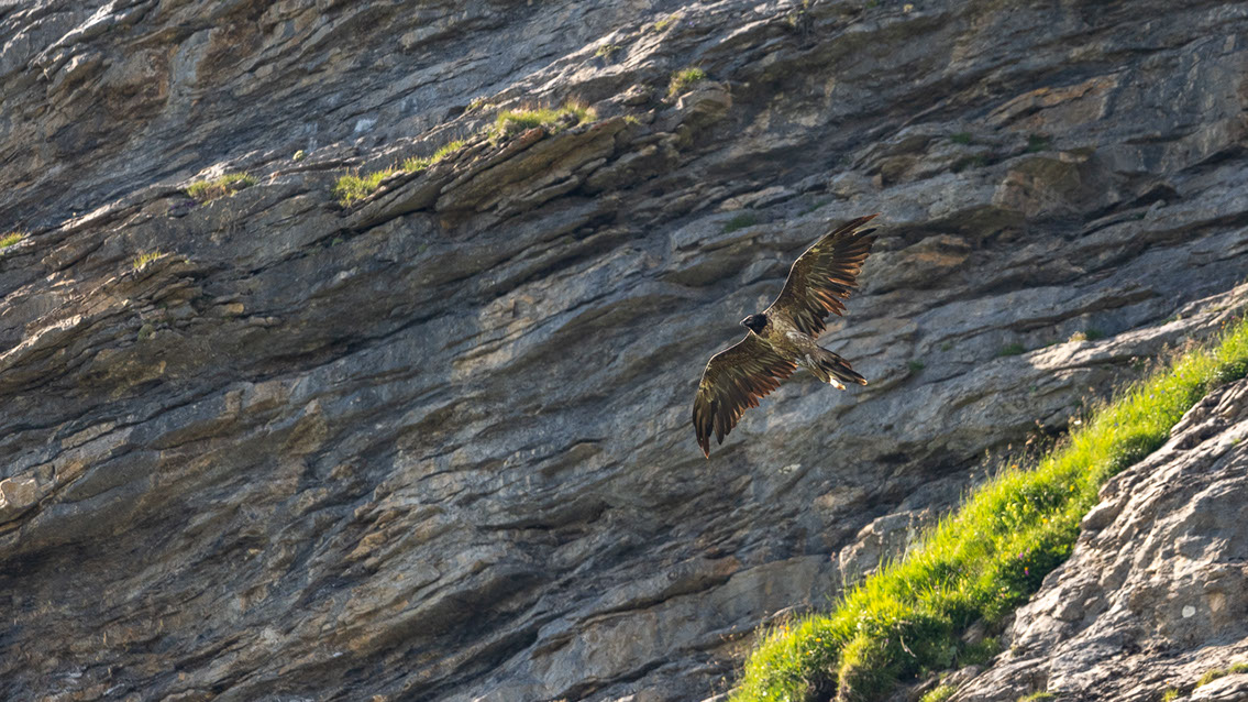 Bartgeier Schweiz Alpen fliegend Adult Gyaéte en vol Lammergeier Bearded Vulture