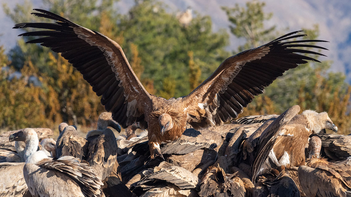 Bartgeier, Gypaète Barbu, Quebrantahuesos, Lämmergeier, Lammergeier, 