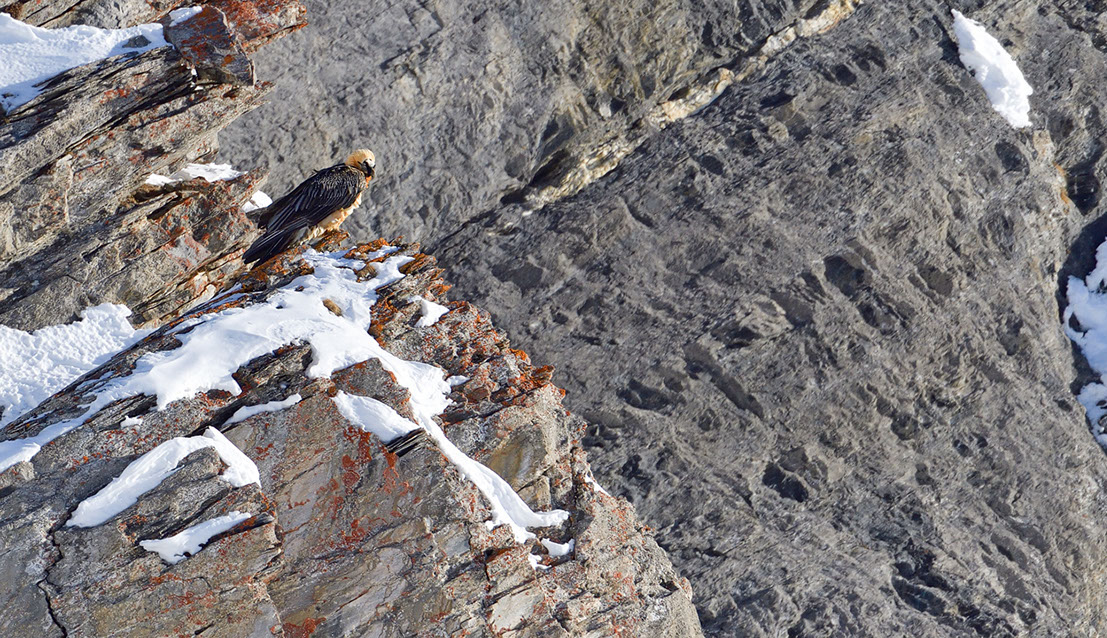 Bartgeier Schweiz Alpen fliegend Adult Gyaéte en vol Lammergeier Bearded Vulture