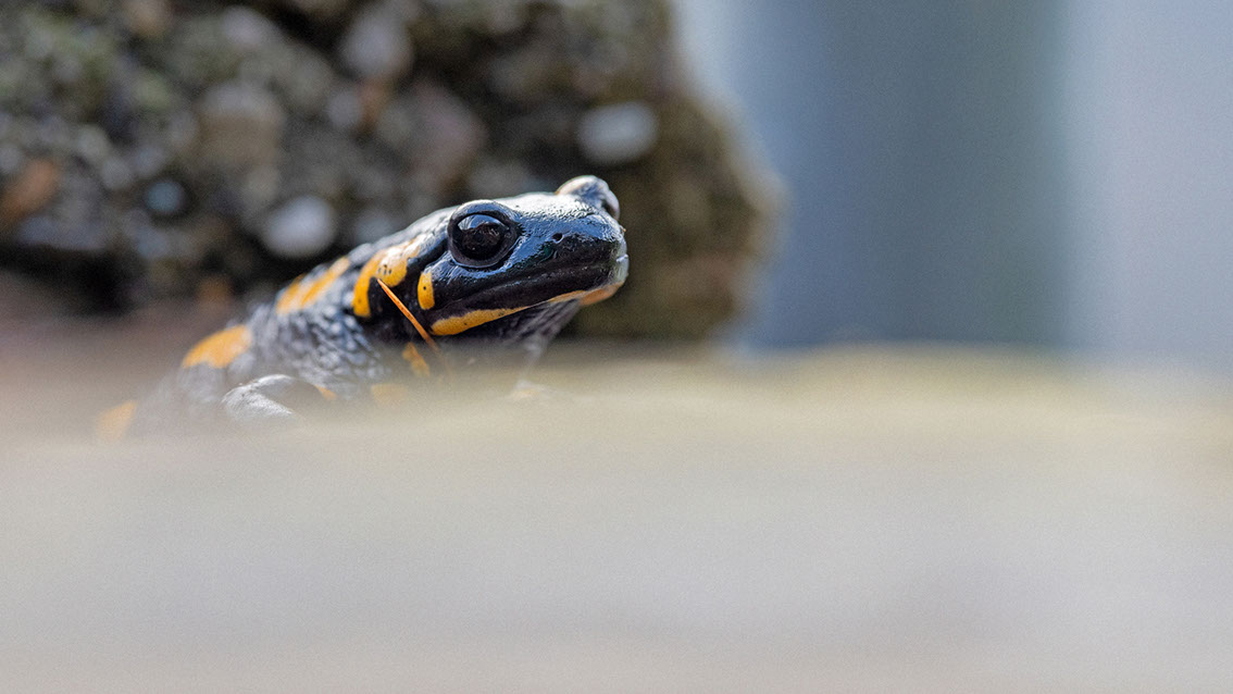 Bartgeier, Gypaète Barbu, Quebrantahuesos, Lämmergeier, Lammergeier, 