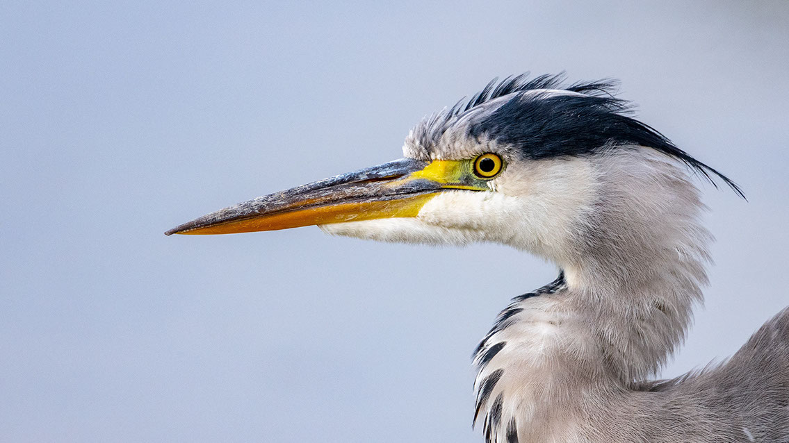 Bartgeier, Gypaète Barbu, Quebrantahuesos, Lämmergeier, Lammergeier, 