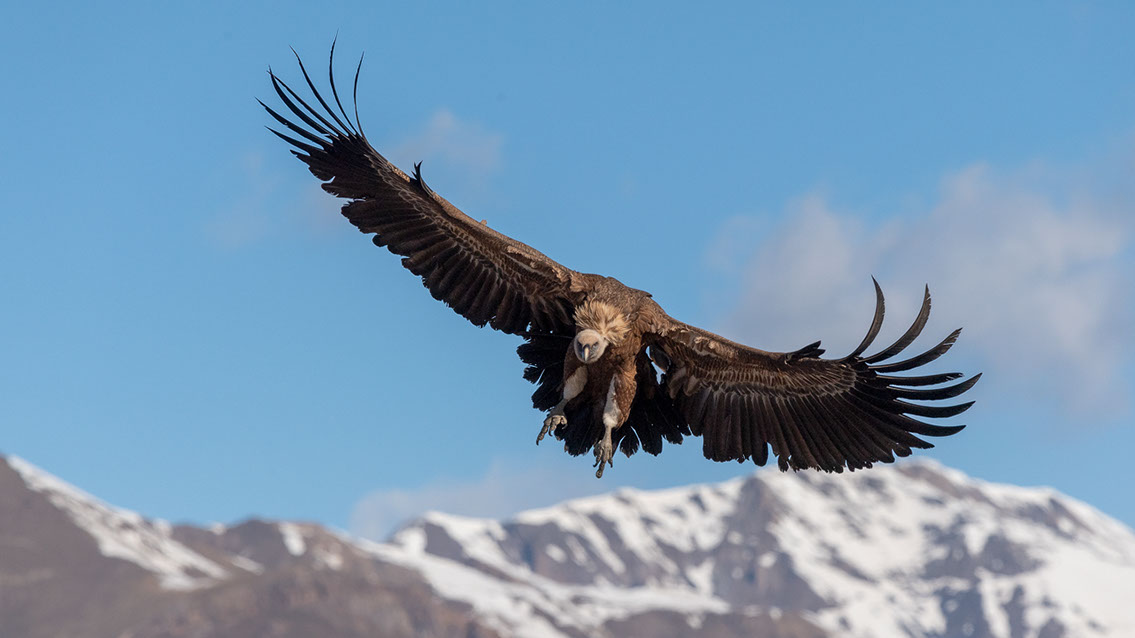 Bartgeier, Gypaète Barbu, Quebrantahuesos, Lämmergeier, Lammergeier, 