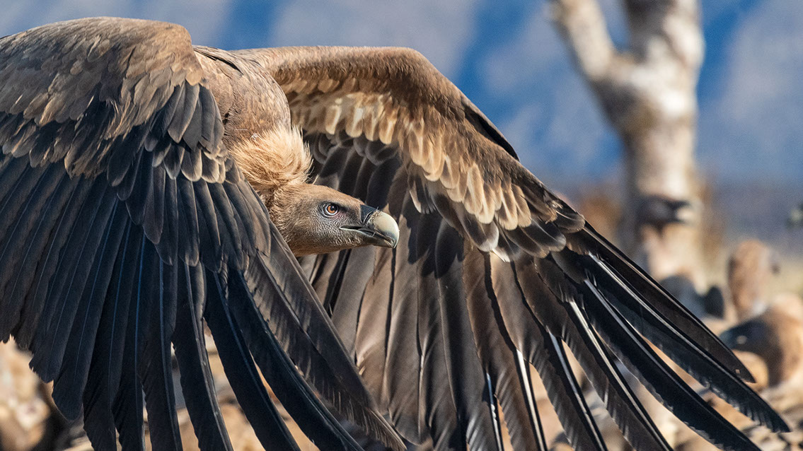 Bartgeier, Gypaète Barbu, Quebrantahuesos, Lämmergeier, Lammergeier, 