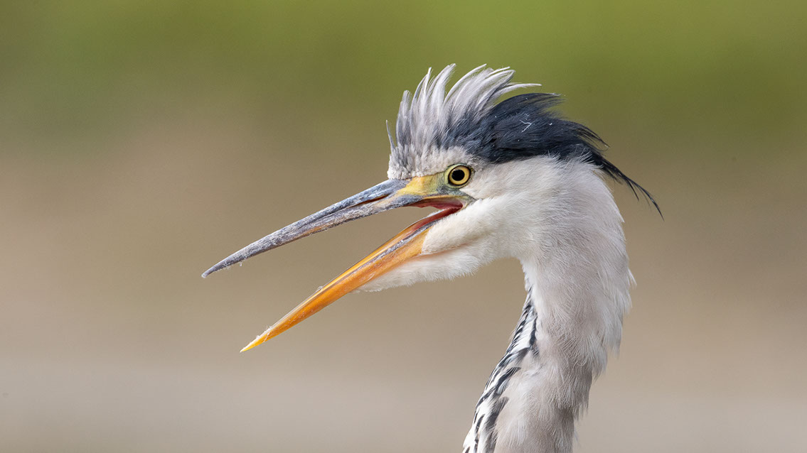 Bartgeier, Gypaète Barbu, Quebrantahuesos, Lämmergeier, Lammergeier, 