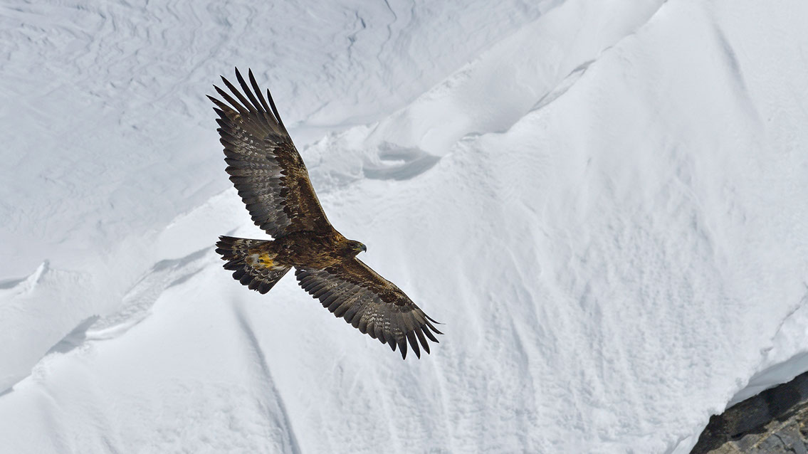Bartgeier, Gypaète Barbu, Quebrantahuesos, Lämmergeier, Lammergeier, 