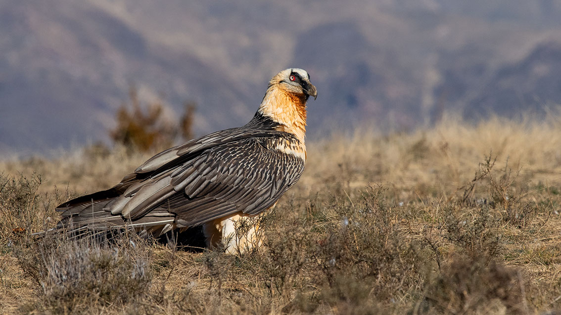 Bartgeier, Gypaète Barbu, Quebrantahuesos, Lämmergeier, Lammergeier, 