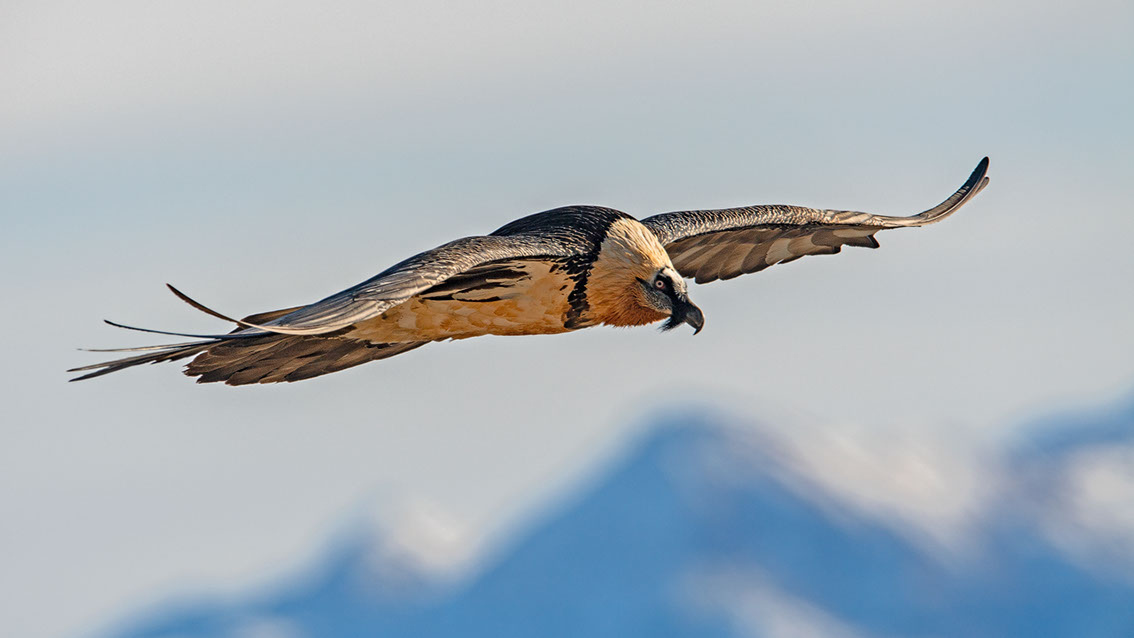Bartgeier Schweiz Alpen fliegend Adult Gyaéte en vol Lammergeier Bearded Vulture