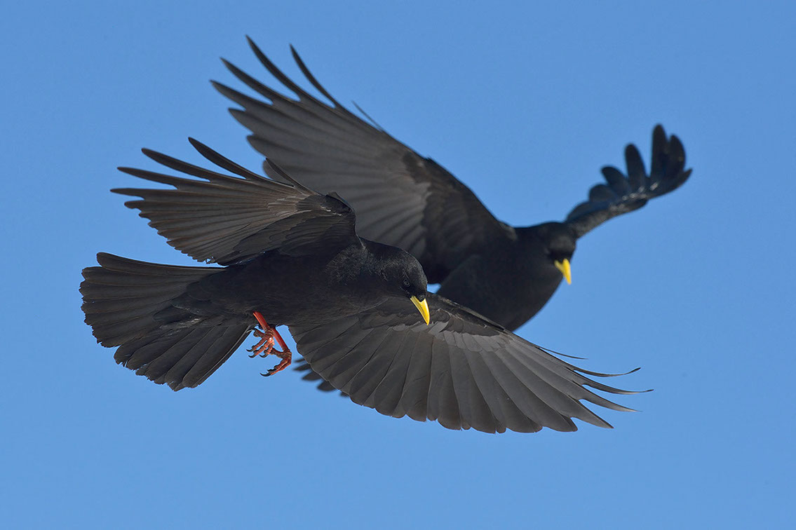Bartgeier, Gypaète Barbu, Quebrantahuesos, Lämmergeier, Lammergeier, 