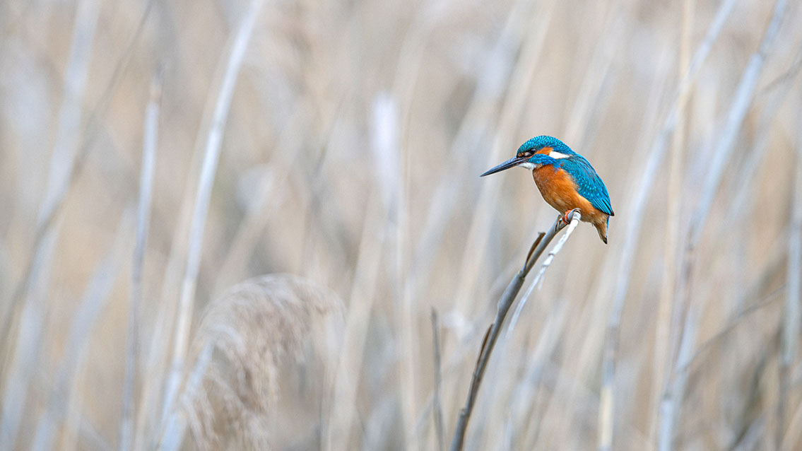 Bartgeier Bartgeier, Gypaète Barbu, Quebrantahuesos, Lämmergeier, Lammergeier,