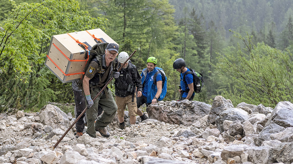 Bartgeier Bartgeier, Gypaète Barbu, Quebrantahuesos, Lämmergeier, Lammergeier,