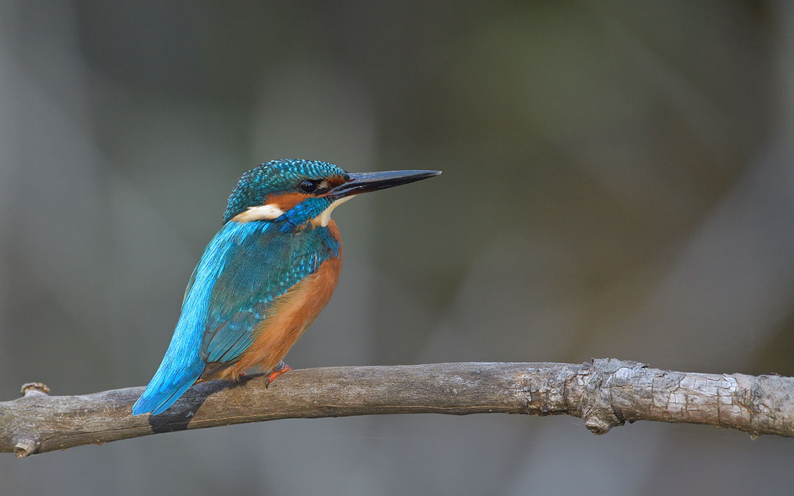 Bartgeier Bartgeier, Gypaète Barbu, Quebrantahuesos, Lämmergeier, Lammergeier,