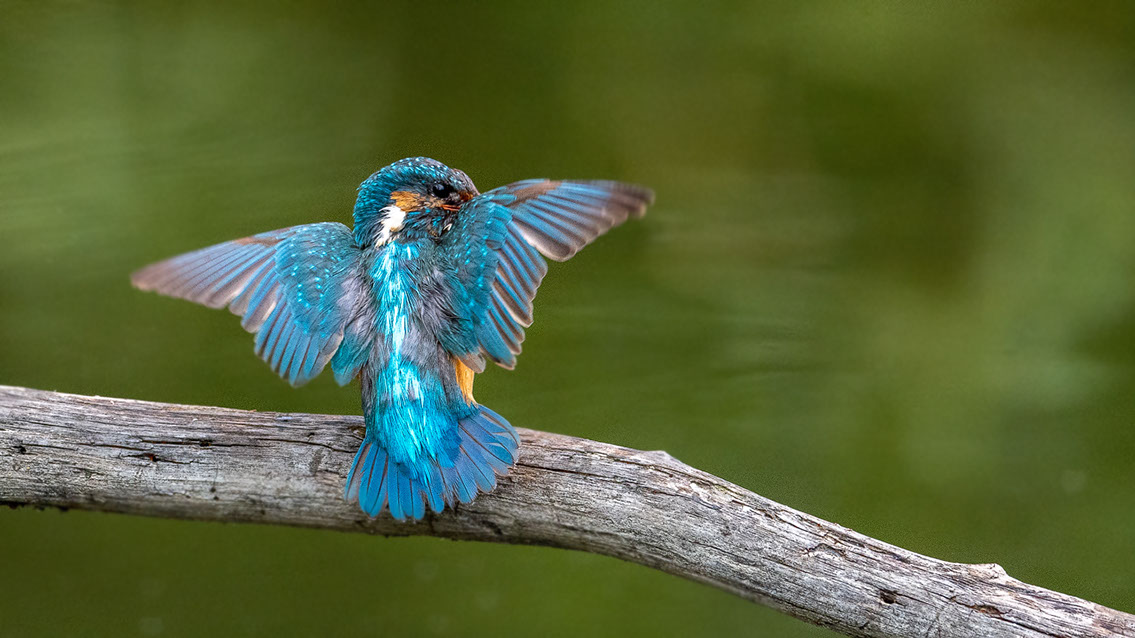 Bartgeier Bartgeier, Gypaète Barbu, Quebrantahuesos, Lämmergeier, Lammergeier,
