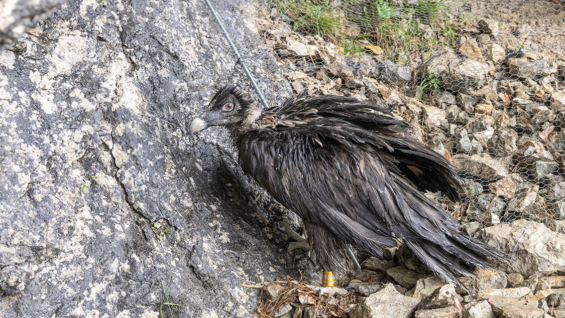 Bartgeier Bartgeier, Gypaète Barbu, Quebrantahuesos, Lämmergeier, Lammergeier,