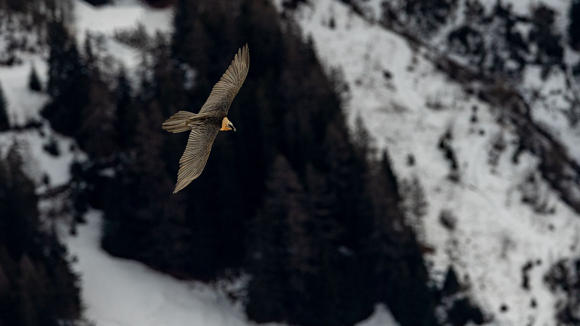 Bartgeier Schweiz Alpen fliegend Adult Gyaéte en vol Lammergeier Bearded Vulture
