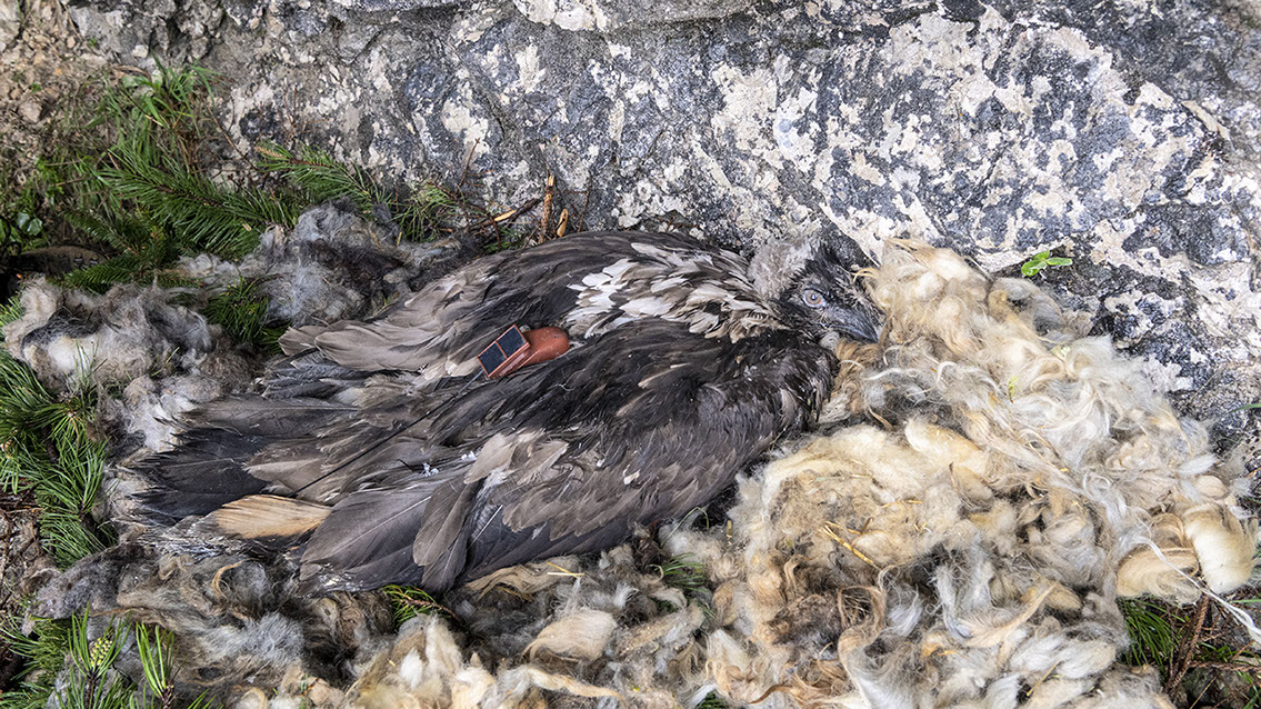 Bartgeier Bartgeier, Gypaète Barbu, Quebrantahuesos, Lämmergeier, Lammergeier,