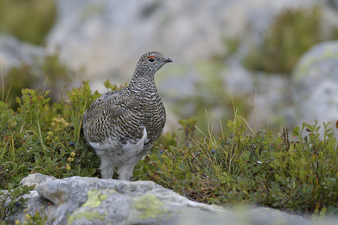 Bartgeier, Gypaète Barbu, Quebrantahuesos, Lämmergeier, Lammergeier, 