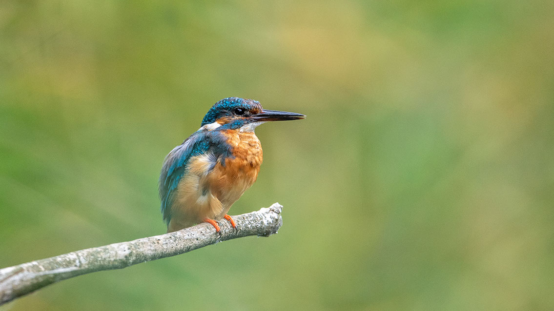 Bartgeier Bartgeier, Gypaète Barbu, Quebrantahuesos, Lämmergeier, Lammergeier,