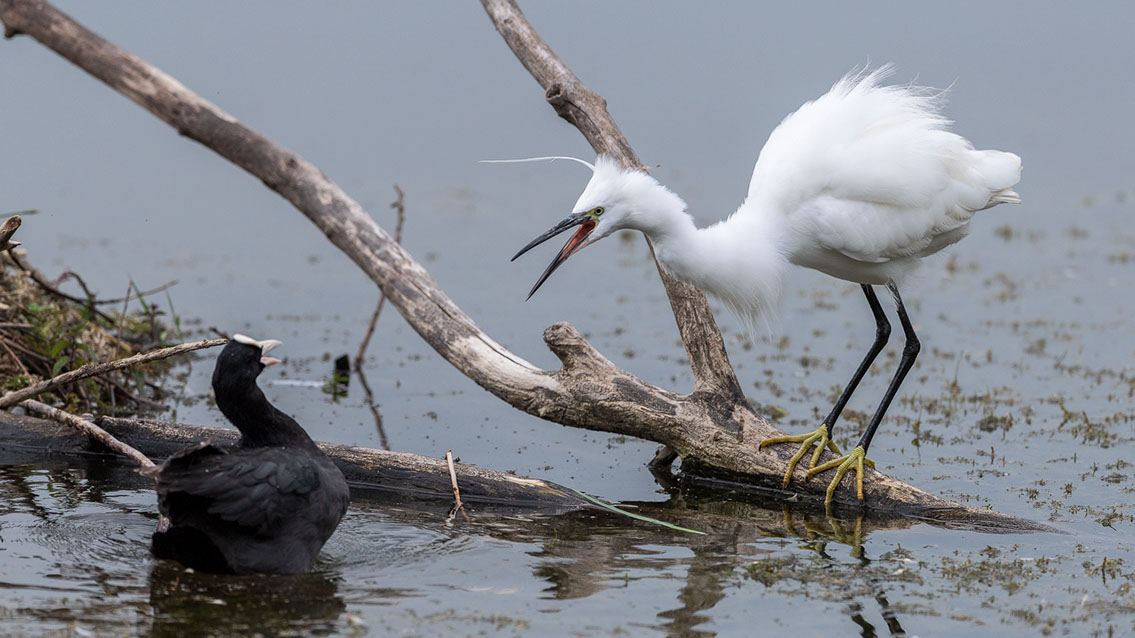 Bartgeier, Gypaète Barbu, Quebrantahuesos, Lämmergeier, Lammergeier, 